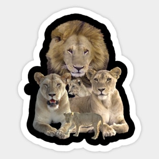 Lion Family in Kenya / Africa Sticker